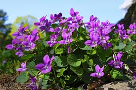 Image result for Viola odorata