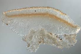 Attēlu rezultāti vaicājumam “Bacidia subincompta”