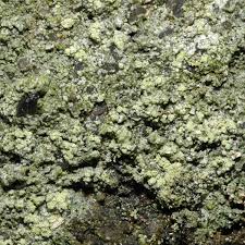 Attēlu rezultāti vaicājumam “Mycoblastus sanguinarius”