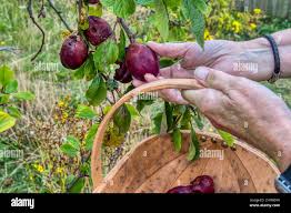 Attēlu rezultāti vaicājumam “Prunus domestica subsp. domestica fruit”