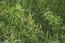 Attēlu rezultāti vaicājumam “Salix triandra”