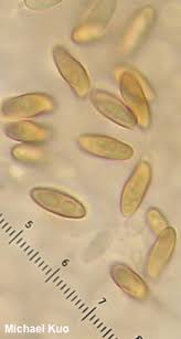 Attēlu rezultāti vaicājumam “Xerocomus chrysenteron”