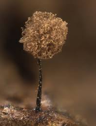 Attēlu rezultāti vaicājumam “Collaria rubens spores”