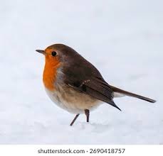 Image result for Erithacus rubecula