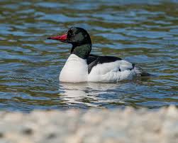 Attēlu rezultāti vaicājumam “Mergus merganser male”