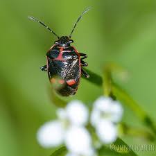 Attēlu rezultāti vaicājumam “Eurydema oleracea imago”