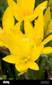 Attēlu rezultāti vaicājumam “Colchicum luteum flower”