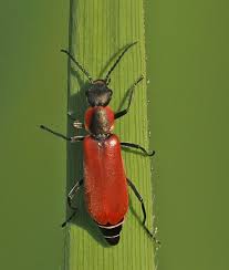 Attēlu rezultāti vaicājumam “Anthocomus rufus”