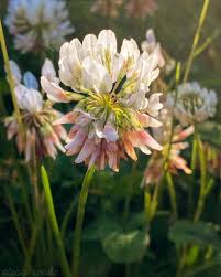Attēlu rezultāti vaicājumam “Trifolium repens flower”