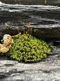 Attēlu rezultāti vaicājumam “Neckera pennata sporophyte”