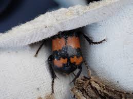 Attēlu rezultāti vaicājumam “Nicrophorus investigator imago”