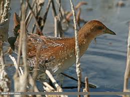 Image result for Porzana pusilla