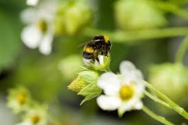 Attēlu rezultāti vaicājumam “Bombus terrestris”