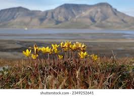 Attēlu rezultāti vaicājumam “Saxifraga hirculus”