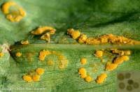 Attēlu rezultāti vaicājumam “Puccinia sessilis”
