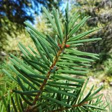 Attēlu rezultāti vaicājumam “Pseudotsuga menziesii fruit”