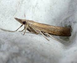 Attēlu rezultāti vaicājumam “Pediasia contaminella”