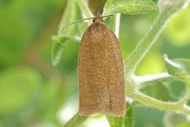 Attēlu rezultāti vaicājumam “Aphelia viburniana”