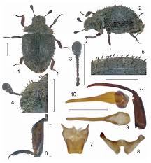 Attēlu rezultāti vaicājumam “Byrrhidae”