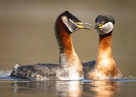 Attēlu rezultāti vaicājumam “Tetrastes bonasia juvenile”