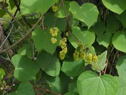 Attēlu rezultāti vaicājumam “Menispermum dauricum”