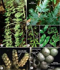 Attēlu rezultāti vaicājumam “Barbilophozia lycopodioides macro”