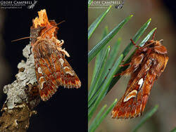 Attēlu rezultāti vaicājumam “Mythimna flammea”