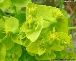 Attēlu rezultāti vaicājumam “Euphorbia helioscopia”