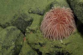 Image result for sea Anemone
