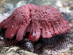 Attēlu rezultāti vaicājumam “Symphytocarpus flaccidus”