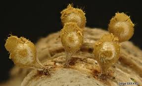 Attēlu rezultāti vaicājumam “Trichia crateriformis”