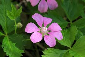 Attēlu rezultāti vaicājumam “Rubus arcticus flower”