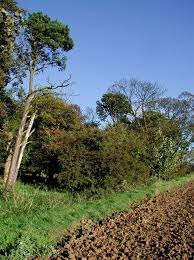 Image result for Patrington Cc