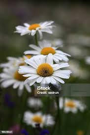 Image result for Chrysanthemum leucanthemum