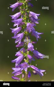 Attēlu rezultāti vaicājumam “Campanula bononiensis”