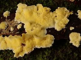 Attēlu rezultāti vaicājumam “Antrodiella”