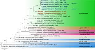 Attēlu rezultāti vaicājumam “Trilophozia quinquedentata”