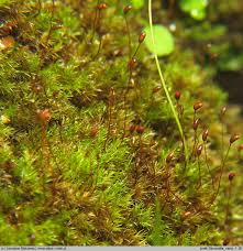 Attēlu rezultāti vaicājumam “Dicranella varia”