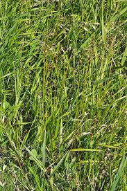 Attēlu rezultāti vaicājumam “Hierochloe odorata”