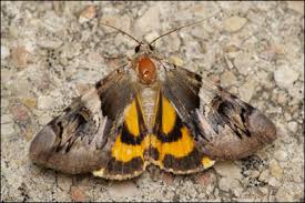 Attēlu rezultāti vaicājumam “Catocala fulminea”