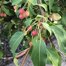 Attēlu rezultāti vaicājumam “Malus baccata”