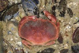 Image result for Cancer pagurus