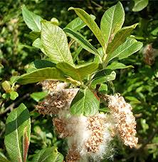 Attēlu rezultāti vaicājumam “Salix cinerea leaf”