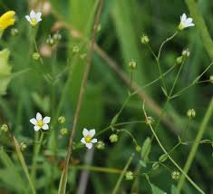 Attēlu rezultāti vaicājumam “Linum catharticum flower”
