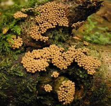 Attēlu rezultāti vaicājumam “Cribraria languescens”