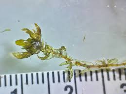 Attēlu rezultāti vaicājumam “Scorpidium revolvens”