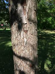 Attēlu rezultāti vaicājumam “Crataegus persimilis”