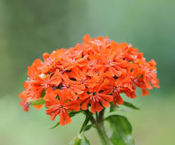 Attēlu rezultāti vaicājumam “Silene chalcedonica flower”