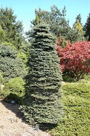 Attēlu rezultāti vaicājumam “Picea pungens”