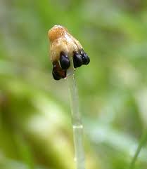 Attēlu rezultāti vaicājumam “Conocephalum salebrosum”